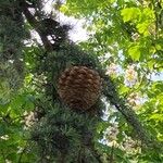 Cedrus libani Fruit