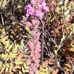 Lythrum virgatumFlower