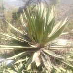 Agave sisalana Leaf