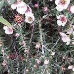 Leptospermum scoparium Folla