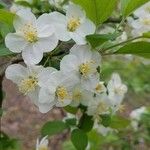 Malus toringo Blüte