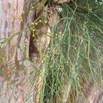 Psilotum nudum Fruit