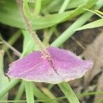 Oxalis obliquifolia Leaf