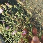 Centaurea diffusa Otro