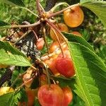 Prunus cerasus Fruit