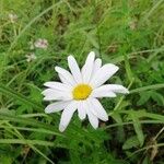 Leucanthemum vulgareКветка