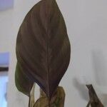 Goeppertia undulata 葉