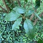 Viburnum tinus Leaf