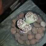 Lithops karasmontana Leaf