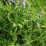 Vicia cracca Habitus