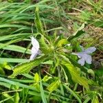 Ruellia geminiflora Levél