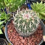 Stenocactus multicostatusЛисток