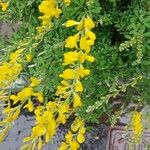 Genista canariensis Blomst