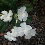 Cerberiopsis obtusifolia Flor