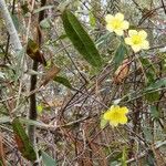 Gelsemium sempervirensFlower