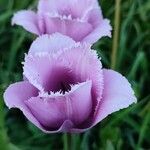 Tulipa lortetii 花