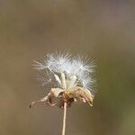 Agoseris heterophylla Fruto