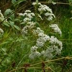 Stevia ovata Plante entière