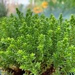 Hebe cupressoides 葉