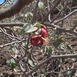 Abutilon menziesii