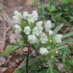 Prunella laciniataFlower