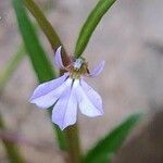 Lobelia anceps Blomma