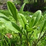 Cynoglottis barrelieri List