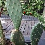 Opuntia maxima Frunză