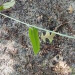 Smilax bona-nox Bark