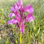 Anacamptis papilionacea Цвят