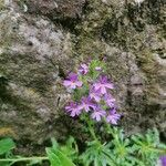 Erinus alpinus Flower