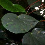 Begonia multinervia ফুল