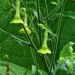 Nicotiana rustica Květ