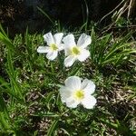 Ranunculus kuepferi Flor