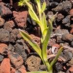Cynoglossum borbonicum Bark