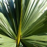 Sabal palmetto برگ