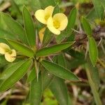 Euphorbia lophogona Blad