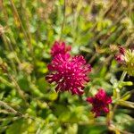 Knautia macedonica Fiore