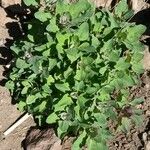 Chenopodium quinoa Folio