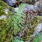 Equisetum pratense Хабит