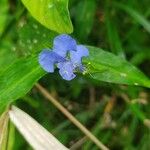 Commelina diffusa Цвят