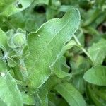 Calendula arvensis Blad