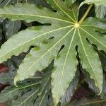 Fatsia japonica Leaf