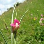 Lathyrus nissolia Blatt