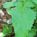 Brassica nigra Levél