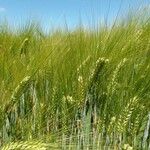 Triticum monococcum 葉