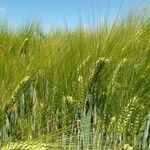 Triticum monococcum 叶