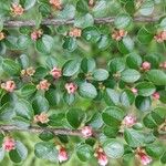 Cotoneaster horizontalisLeaf