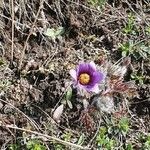 Anemone patens Flower