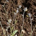 Myosotis balbisiana Habit